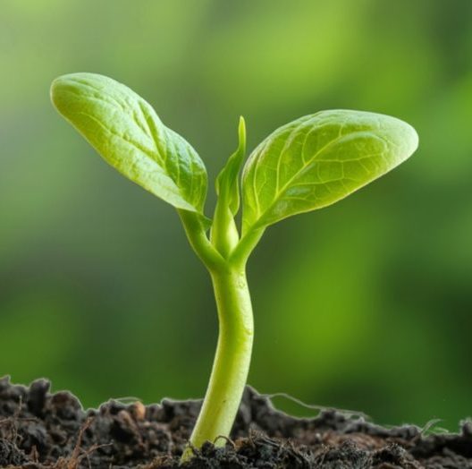 A green sprout growing from soil
